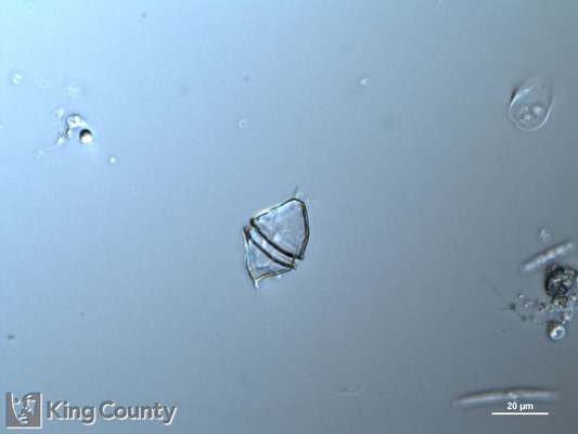 Photo of Heterocapsa triquetra